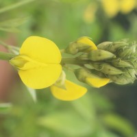 Crotalaria micans Link